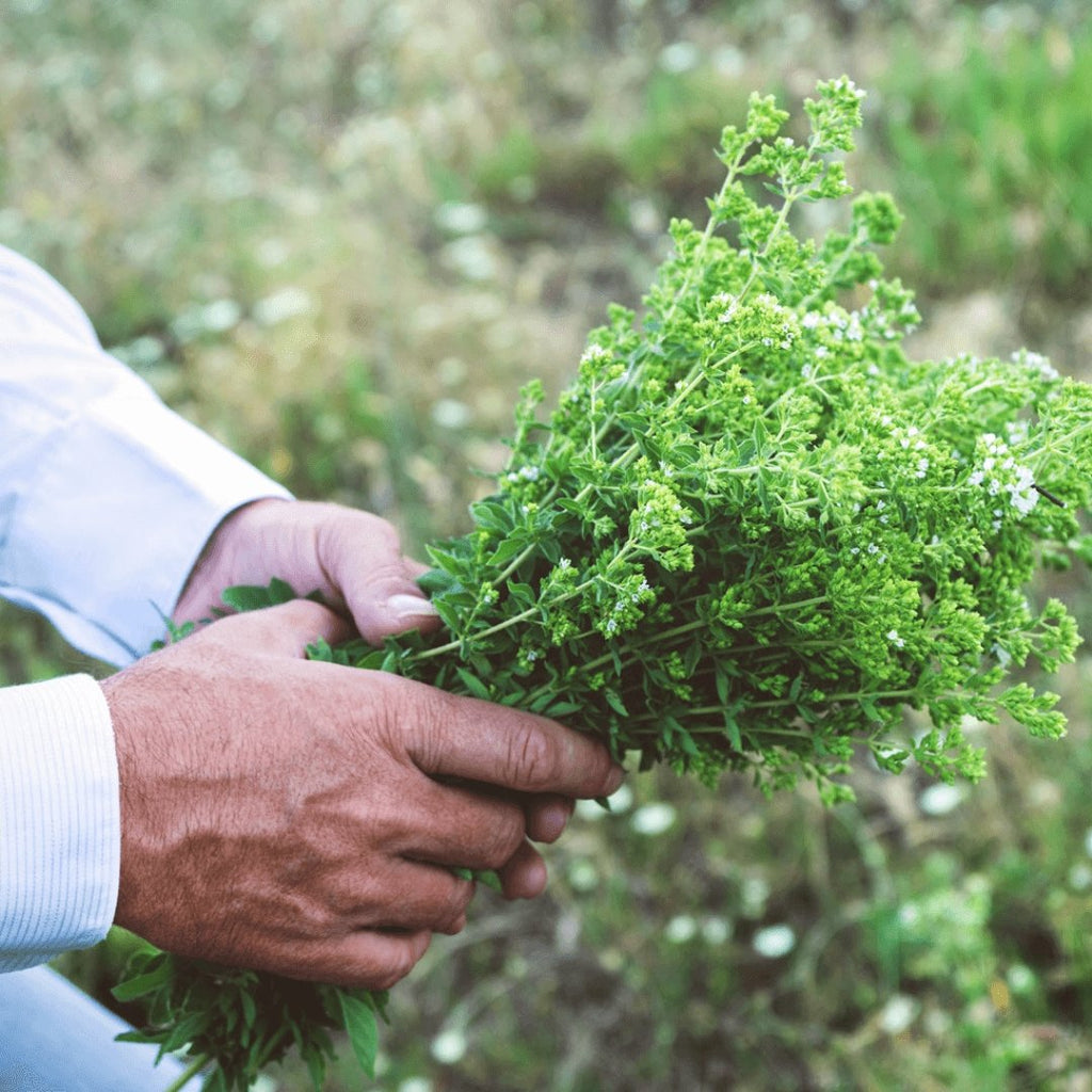 Greek Oregano (Ikaria Blue Zone)