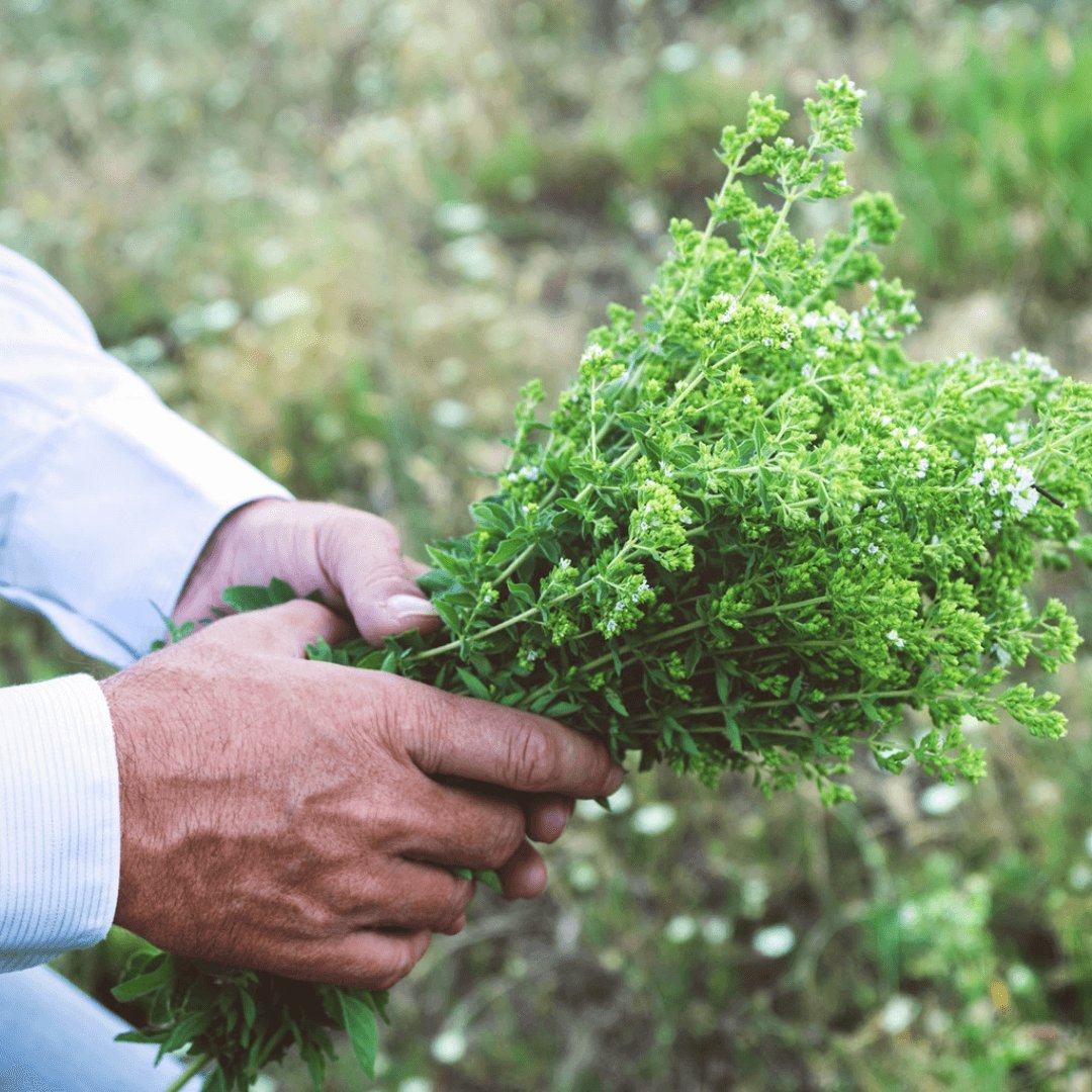 Greek Oregano (Ikaria Blue Zone)